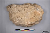 藏品(珊瑚化石)的圖片